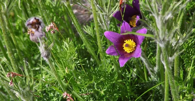 photo  l’une des nombreuses espèces de fleurs dans les prairies de la réserve naturelle de tessé, à villaines-la-carelle.  &copy;  archives le maine libre 