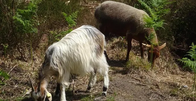 photo  l’éco-pâturage présente notamment l’avantage d’entretenir le sol sans le tasser comme le feraient de gros engins.  &copy;  dr 