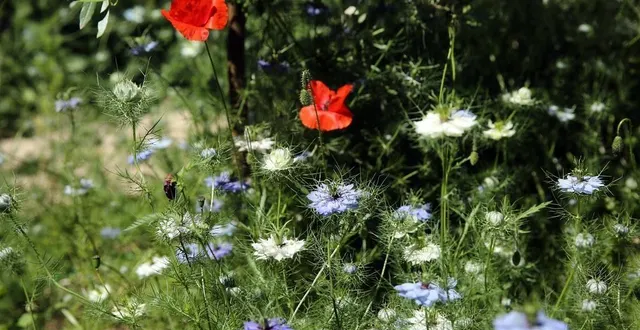 photo  depuis 2006, le conseil département de l’orne pousse les collectivités à entretenir leurs espaces publics de manière plus respectueuse pour l’environnement.  &copy;  flickr 