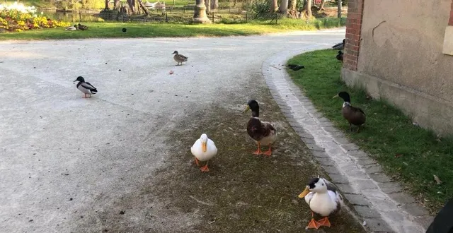 photo  les canards du jardin des plantes ne sont pas affamés. inutile de leur donner du pain, un aliment qui leur est néfaste.  &copy;  le maine libre 