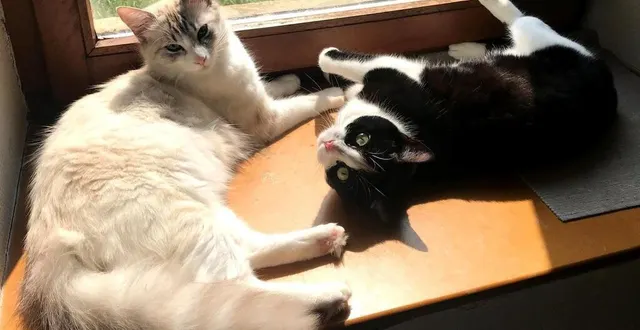 photo  les élues proposent de créer un permis de détention pour les animaux de compagnie (photo d’illustration).  &copy;  la maison a moustaches 