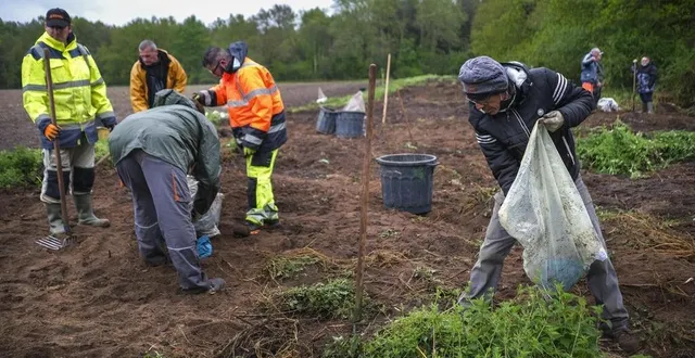 photo  moncé-en-belin, mardi 11 mai 2021. sur la parcelle, les bénévoles s’activent pour dépolluer manuellement la terre fraîchement retournée.  &copy;  photo le maine libre -denis lambert 