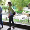 photo  les élus ont choisi le zoo de la flèche pour le lancement de cette saison touristique. 