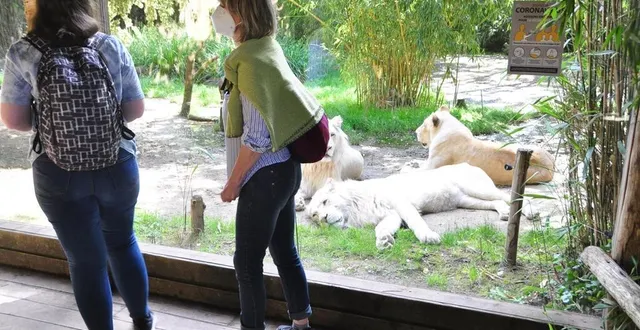 photo  les élus ont choisi le zoo de la flèche pour le lancement de cette saison touristique.  &copy;  le maine libre 