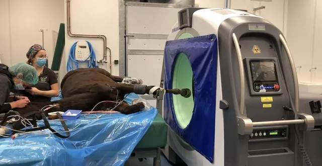 photo  un yearling passe un scanner, avant d’être opéré pour un retrait de kyste sur le paturon (entre le boulet et la couronne).  &copy;  ouest-france 