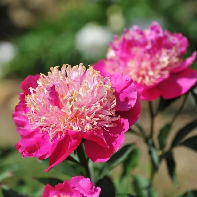 photo dernier week-end pour découvrir le conservatoire au château de sourches.  ©  archives le maine libre
