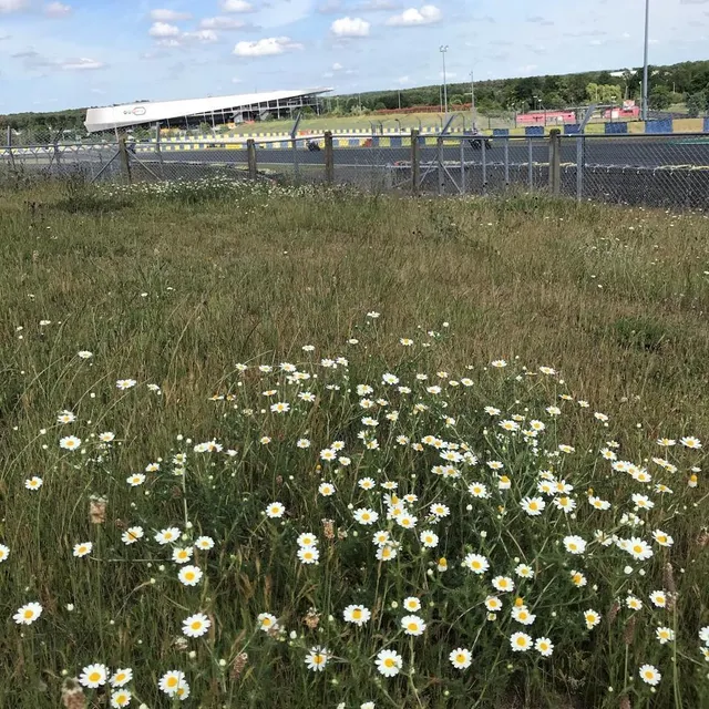 photo pâquerettes du bugatti.  ©  ouest-france