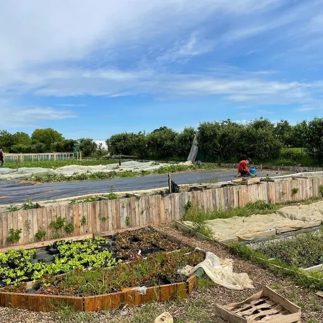 photo ce jeudi matin, les apprentis maraîchers mettent en place des bâches autour des pieds de concombre des jardins de l’espoir, dans le quartier de courteille.  ©  ouest france