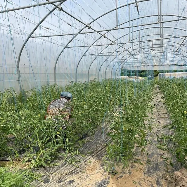 photo sous cette serre poussent près de 2 000 pieds de tomate de cinq variétés différentes, parmi lesquelles la cœur de bœuf et la noire de crimée.  ©  ouest france