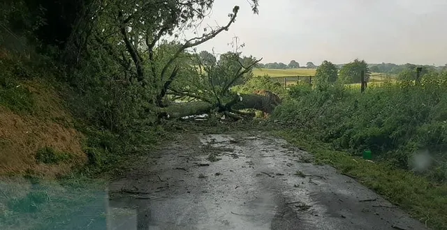photo  un arbre couché sur la route tôt ce jeudi matin, vers 7 h, à degré, en sarthe, suite à l’épisode orageux.  &copy;  dr 