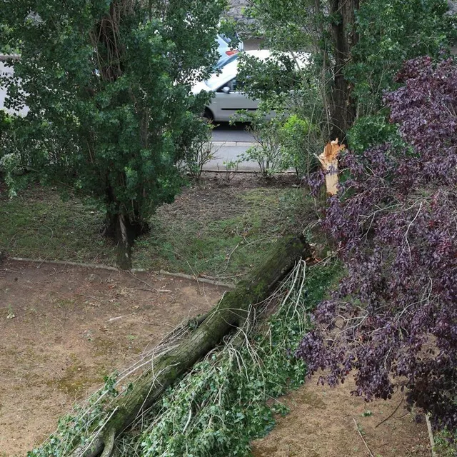 photo l'orage a fait quelques dégâts, comme ici, où un peuplier de 15 mètres de haut s'est retrouvé coupé en deux.  ©  ouest-france