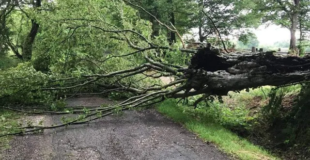 photo  des arbres sont tombés à la guierche, comme ici chemin de la tétuère.  &copy;  le maine libre 