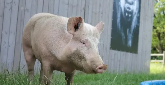 photo  la truie charlotte, nouvellement arrivée au refuge, après s’être échappée d’un élevage industriel.  &copy;  ouest-france 