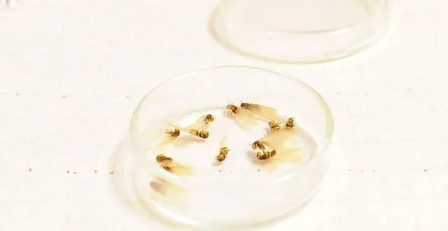 photo  les termites sont des insectes qui attaquent notamment le bois des charpentes.  &copy;  archives le maine libre – hervé petitbon 