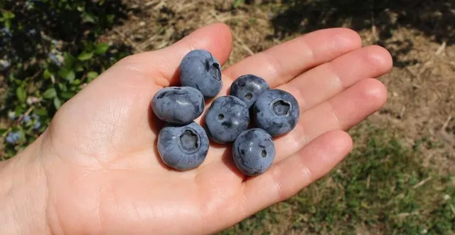 photo  amateurs de myrtilles, à vos paniers !  &copy;  archives le maine libre 