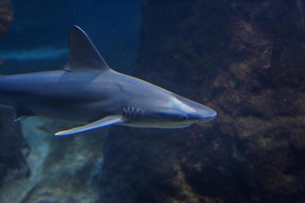 Pourquoi le requin est-il une espèce menacée ? 