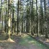 photo  la forêt d’écouves, composée pour moitié de résineux et pour l’autre de feuillus, offre des ambiances dépaysantes au cœur du parc naturel régional normandie-maine. 