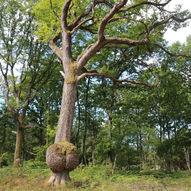 photo la loupe située au pied du chêne, est issue d’une réaction de l’arbre après une blessure.  ©  ouest-france