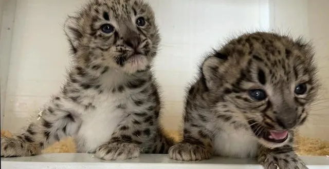 photo  jangali et makalu sont les deux premiers bébés panthères des neiges nés en france en 2021.  &copy;  bioparc 
