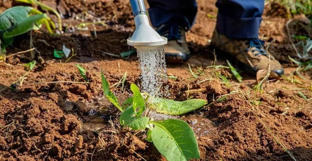 photo  il est demandé de limiter l’arrosage des potagers sur ce territoire, il est interdit d’arroser les pelouses. ?  &copy;  photo d’illustration : pixabay 