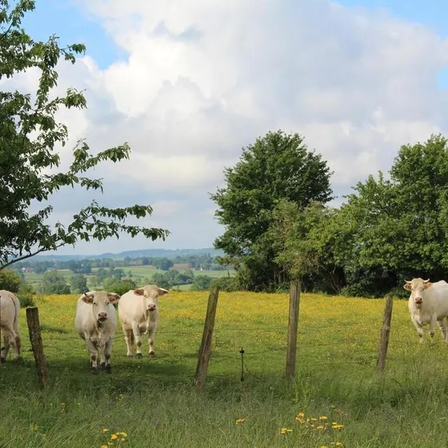 photo la partie nord de la commune a été davantage préservée de l’arrachage et garde un maillage de haie spécifique au bocage.  ©  isabelle julien – le maine libre