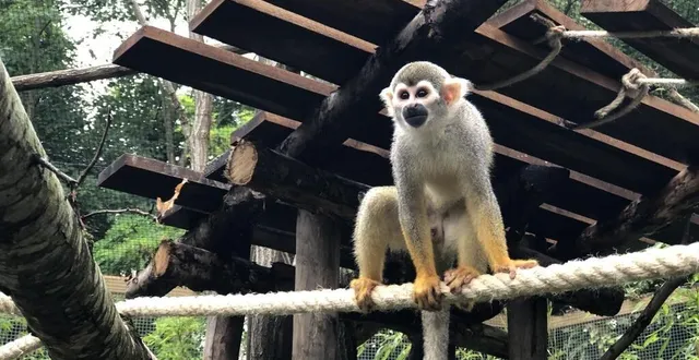 photo  les saïmiris ont dix fois plus d’espace avec la nouvelle volière sud-américaine du zoo de la flèche. « ils ont un volume 3d important pour jouer », note aurélie, soigneuse des primates.  &copy;  ouest-france 