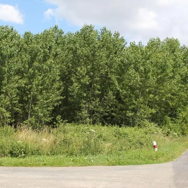 photo à crosmières, le parc photovoltaïque pourrait voir le jour en lieu et place de cette peupleraie.  ©  le maine libre