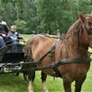 photo c’est altesse, une jument cob normand de dix ans, qui tire la calèche pour la visite guidée.