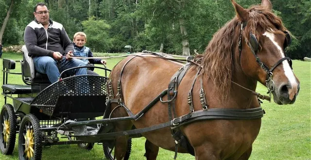 photo  c’est altesse, une jument cob normand de dix ans, qui tire la calèche pour la visite guidée.  &copy;  ouest-france 