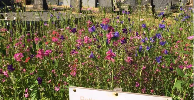 photo  sur les parcelles laissées vacantes au cimetière, des prairies fleuries ont été plantées.  &copy;  le maine libre 