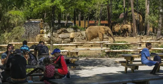 photo  avec cette installation, le zoo espère limiter les pertes de visiteurs liées aux contraintes imposées par le pass sanitaire.  &copy;  archives le maine libre – denis lambert 