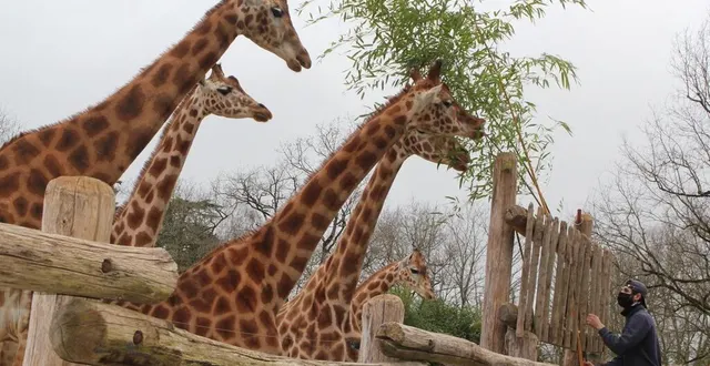 photo  la flèche zoo girafes soigneur  &copy;  le maine libre 