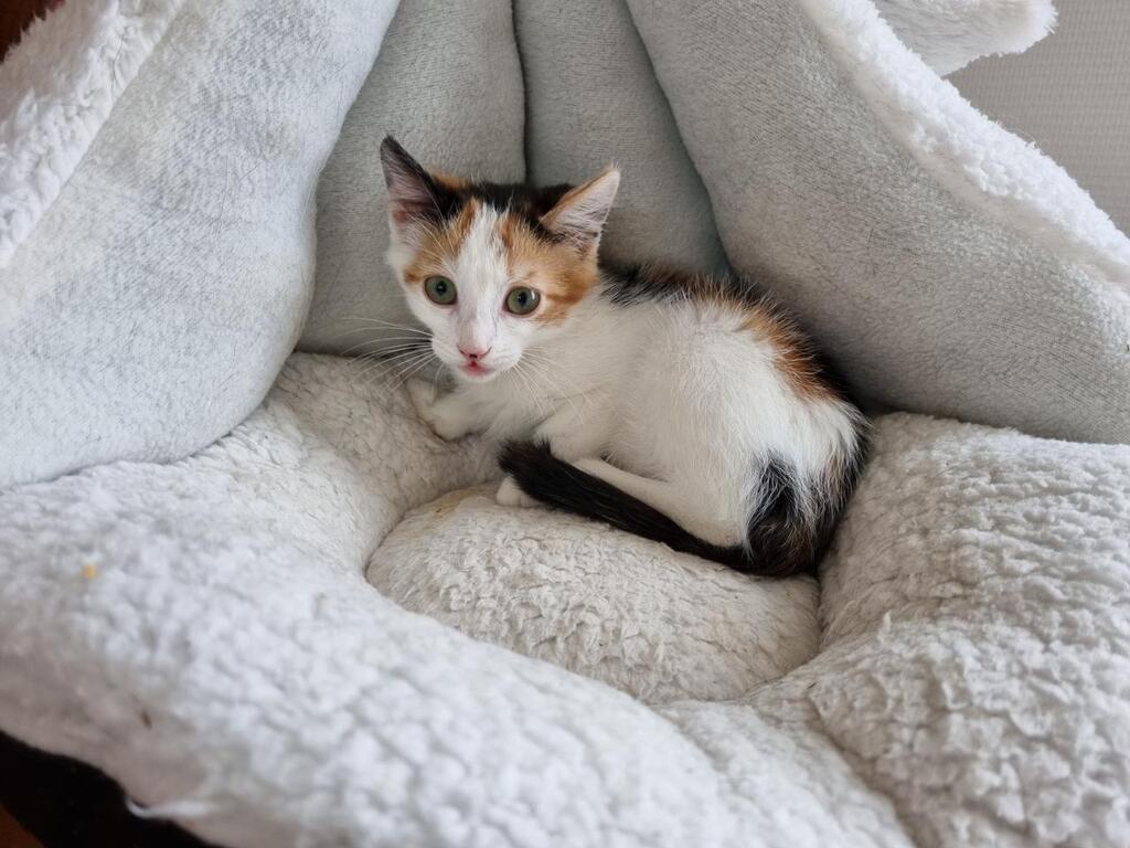 Château-Gontier. Qui veut adopter la petite chatte Sookie ? -  Laval.maville.com