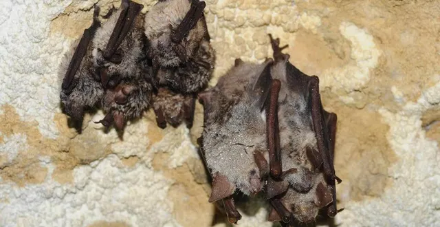 photo  les chauves-souris sont le thème d’une sortie sur le thouet, ce vendredi 23 juillet.  &copy;  archives co 