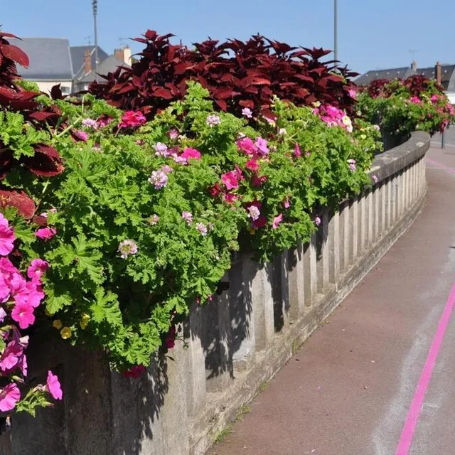 photo suivez la ligne rose qui traverse le centre-ville et relie les six portraits.  ©  le maine libre