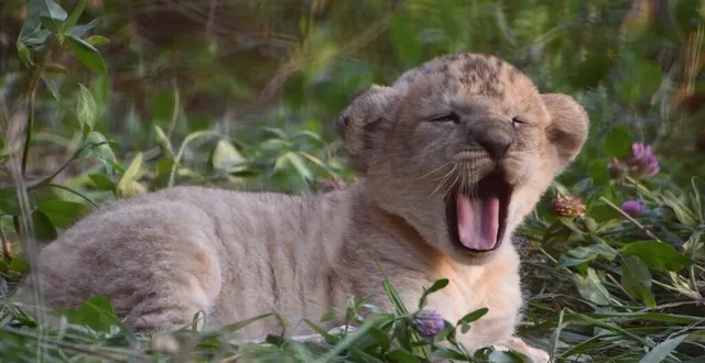 photo  une petite lionne est née au bioparc de doué-en-anjou.  &copy;  e.flautre 