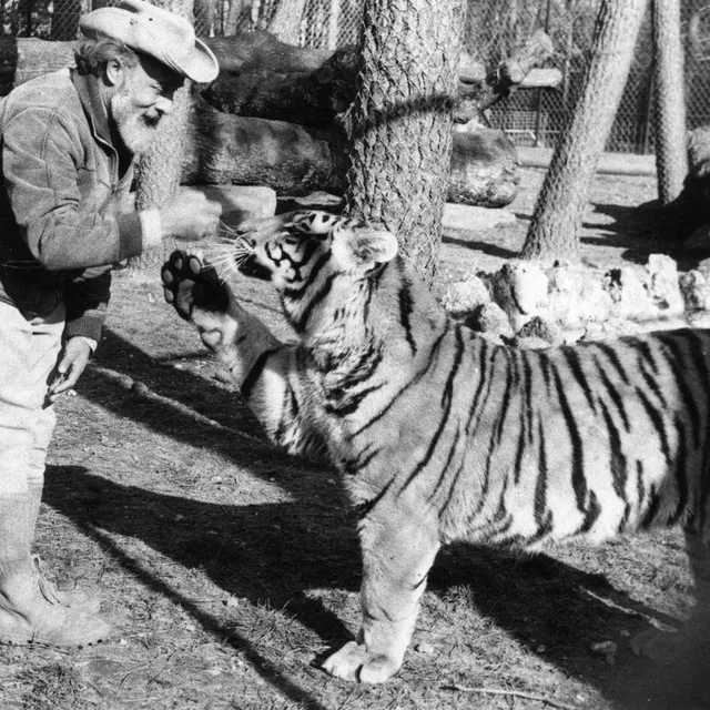 photo jacques bouillault et l’un des tigres du zoo du tertre rouge à la flèche (sarthe).  ©  archives