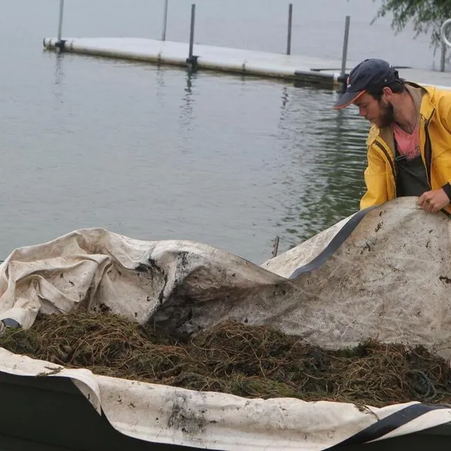 photo la myriophylle a proliféré au printemps.  ©  le maine libre