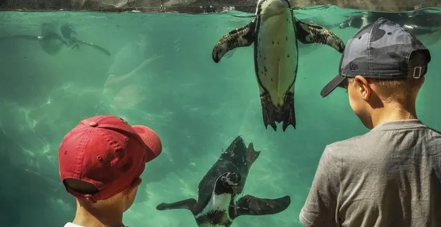 photo  à la flèche, le bassin des manchots permet de les voir évoluer même sous l’eau.  &copy;  photo archives le maine libre denis lambert 