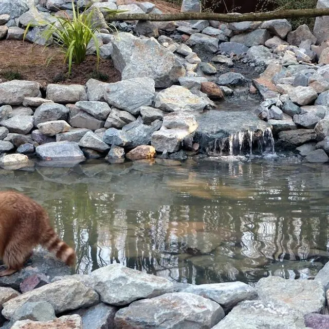 photo le nouvel enclos des ratons laveurs.  ©  archives le maine libre