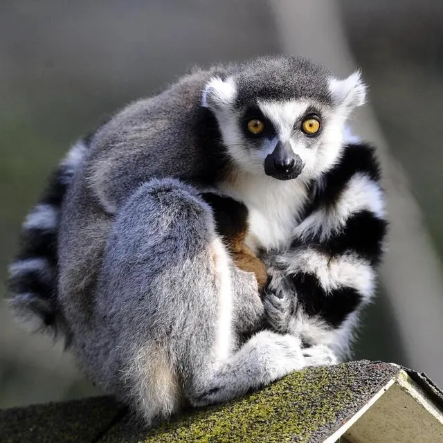 photo cinq nouveaux makis catta sont nés en avril.  ©  archives le maine libre