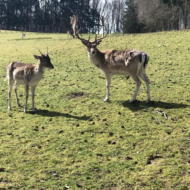 photo le parc animalier de saint-léonard est accessible toute l’année.  ©  archives le maine libre