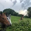 photo  les propriétaires de chevaux sarthois ont un sentiment d’abandon face à la psychose ambiante qui règne autour de leurs animaux et des actes de malveillance dont ces derniers font l’objet. 