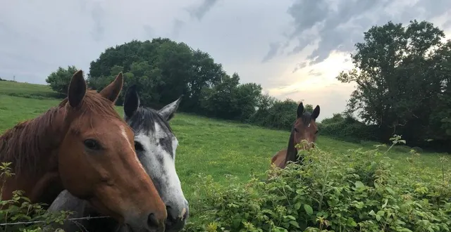 photo  les propriétaires de chevaux sarthois ont un sentiment d’abandon face à la psychose ambiante qui règne autour de leurs animaux et des actes de malveillance dont ces derniers font l’objet.  &copy;  photo le maine libre 