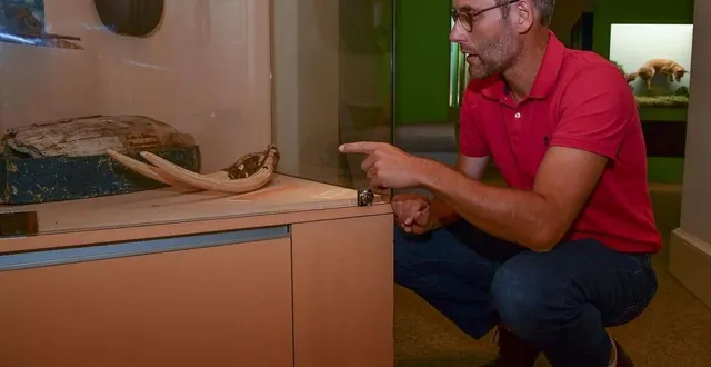 photo  le responsable des collections d’histoire naturelle, nicolas morel, montre du doigt la défense de mammouth, au fond de la vitrine.  &copy;  le maine libre – yvon loue 