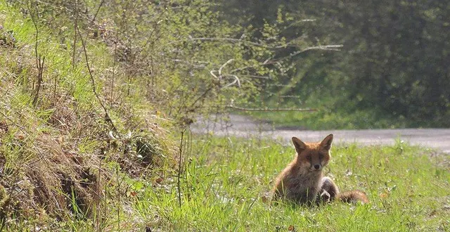 photo  jeune renard en bordure d’un chemin forestier.  &copy;  onf 