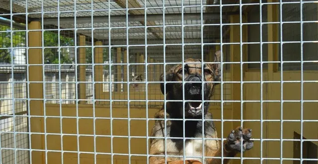 photo  angers, le 13/08/2021. la spaa d’angers héberge actuellement 111 chiens.  &copy;  co 