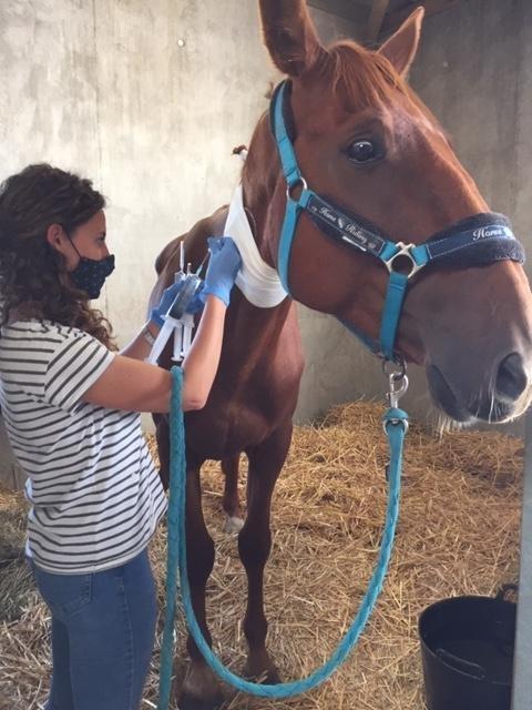 Deux S vres. Un cheval en danger l association Arche et relais