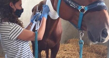 Deux S vres. Un cheval en danger l association Arche et relais