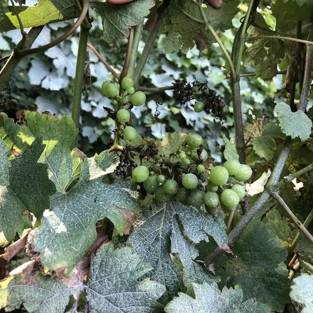 photo un exemple de grappes atteintes par le mildiou, dans quelques rangs témoins non traités.  ©  le maine libre